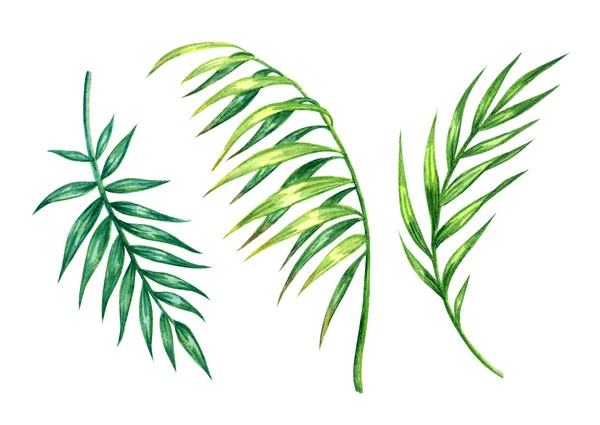 Набор Зеленых Пальмовых Листьев Акварель Белом Фоне Изолированные Обрезкой Пути — стоковое фото