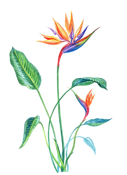 Τροπικό Φυτό Strelitzia Φύλλα Και Άνθη Ζωγραφική Νερομπογιές Άσπρο Φόντο — Φωτογραφία Αρχείου