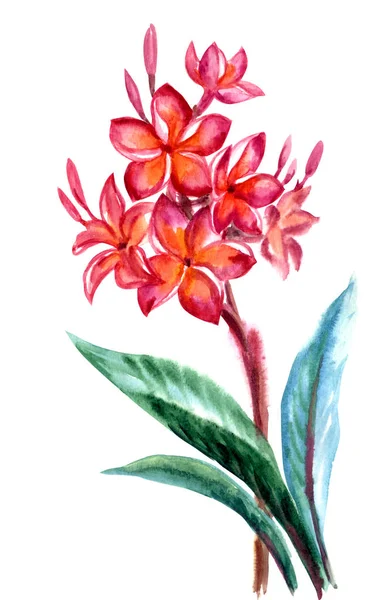 Тропический Цветок Plumeria Frangipani Акварель Белом Фоне Изолированные — стоковое фото