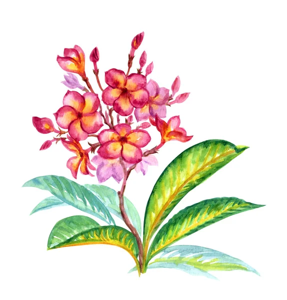 Tropická Květina Plumeria Frangipani Akvarel Malířství Bílém Pozadí Izolované — Stock fotografie