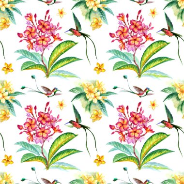 Beyaz zemin üzerine suluboya resim seamless modeli çiçek plumeria ve sinek kuşlarının. Tropikal kumaş, çeşitli tasarımlar için arka plan için yazdırma.
