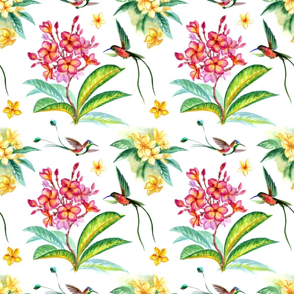 Seamless pattern of flowers plumeria and hummingbirds, watercolor illustration on white background. Tropical print for fabric, background for various designs.