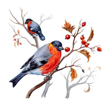Bullfinches çilek Bush'larda alıç, suluboya illüstrasyon izole kırpma yoluyla beyaz zemin üzerine.