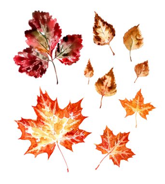 Sonbahar yaprakları, suluboya yazdırın. Kırpma yolu ile izole beyaz bir arka plan yazdırılan akçaağaç ve huş ağacı yaprakları.