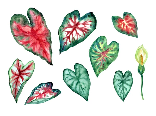 Tropical Plant Caladium Set Colorful Leaves Flowers Watercolor Painting White — Stock Photo, Image