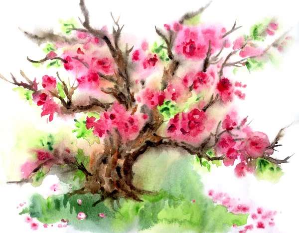 Sakura Blommar Träd Blom Våren Landskap Akvarell Målning — Stockfoto