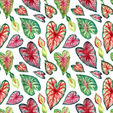 Caladium tropikal bitki Dikişsiz desen beyaz zemin üzerine çizim suluboya bırakır.