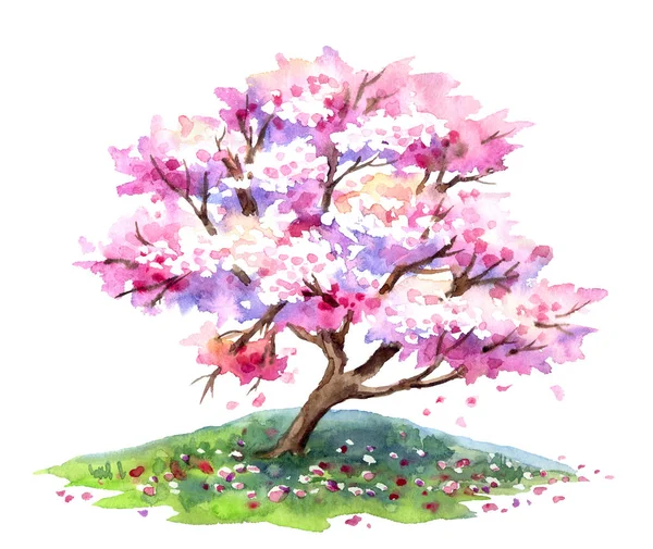 Сакура Квітуча Вишневе Дерево Рожевими Квітами Навесні Акварельний Живопис Білому — стокове фото