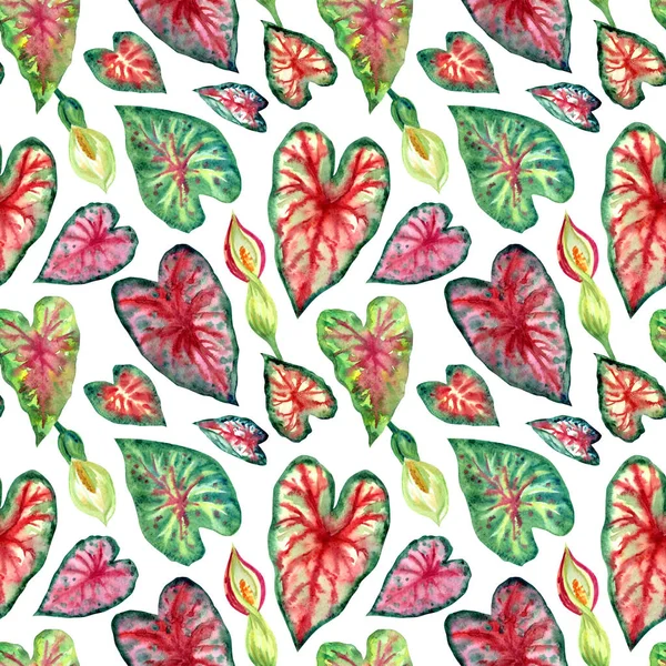 Caladium Tropical Plant Leaves Seamless Pattern White Background Watercolor Drawing — Stock Photo, Image