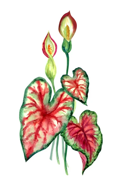Caladium Decoratieve Tropische Plant Aquarel Schilderen Witte Achtergrond Geïsoleerd — Stockfoto