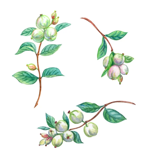 Botanical Set Snowberry Twigs Berries Watercolor Painting White Background Isolated — Stock Fotó