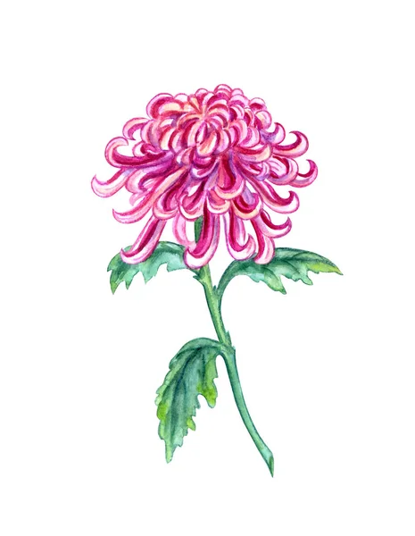 Jasny Różowy Chrysanthemum Akwarela Malarstwo Białym Tle Białym Tle Ścieżką — Zdjęcie stockowe