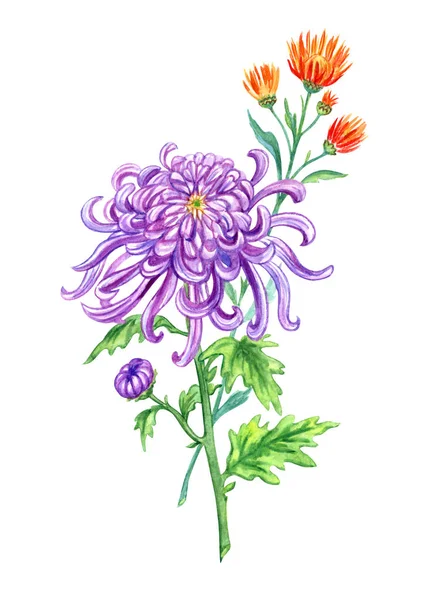 Chrysanthème Japonais Violet Chrysanthème Orange Aiguille Peinture Aquarelle Sur Fond — Photo