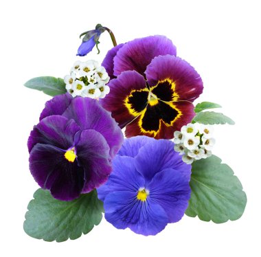 A bouquet of blue and purple pansies and alissum isolated on a white background, summer flowers, decorative composition. clipart