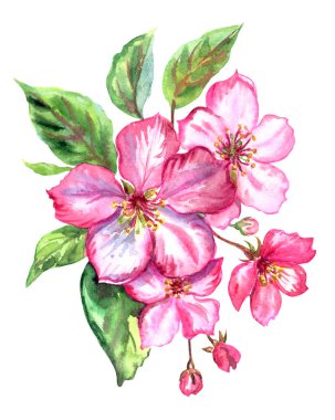 Kırmızı elma çiçekler bahar suluboya izole kırpma yoluyla beyaz zemin üzerine çizim çiçek.