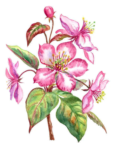 Квіти Червоного Яблука Цвітуть Навесні Акварельний Малюнок Білому Тлі Ізольовані — стокове фото