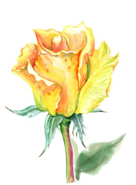 Kırpma yolu ile izole beyaz zemin üzerine Sarı Gül, suluboya resim.