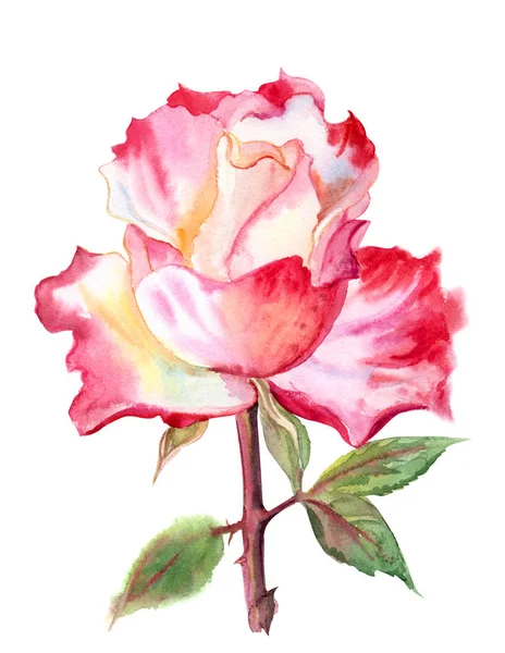 Vágógörbével Elszigetelt Fehér Alapon Piros Fehér Rózsa Akvarell Festészet — Stock Fotó
