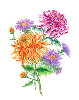 Buket Kasımpatı ve Aster, izole bir beyaz arka plan üzerinde boyama suluboya.