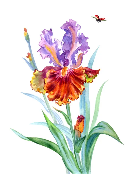 Iris Fiore Coccinella Pittura Acquerello Sfondo Bianco Isolato — Foto Stock