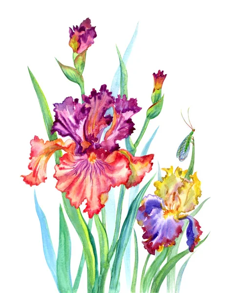 Iris Florecientes Insectos Lactantes Pintura Acuarela Sobre Fondo Blanco Aislado —  Fotos de Stock