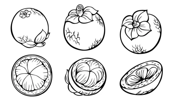 Mangostanfrüchte Garcnia Mangostna Grafische Schwarz Weiß Zeichnung Fruchtset — Stockvektor