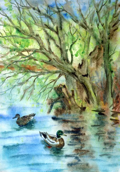 Paisagem Primavera Com Uma Lagoa Patos Pintura Aquarela — Fotografia de Stock