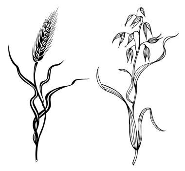 Yulaf ve çavdar, siyah beyaz grafik deseni izole.