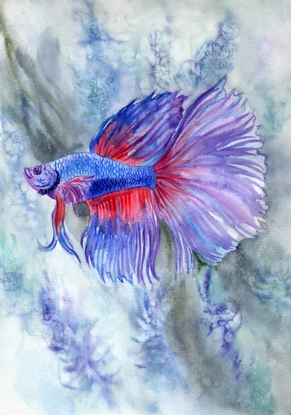 Синьо Червона Риба Бета Акваріумі Акварельна Ілюстрація Живопис Плакат — стокове фото