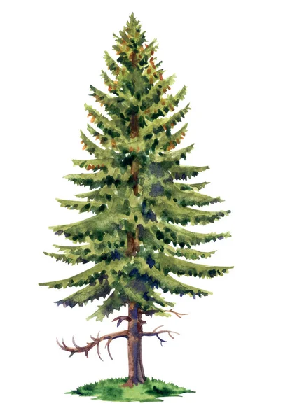 Tall Spruce Watercolor Drawing White Background Isolated — Stock Photo, Image