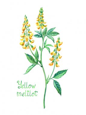 Melilot (Meliltus) melliferous ve tıbbi bitki veya tatlı yonca İngilizce 
