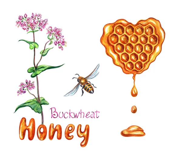 Hajdina Méz Akvarell Illusztráció Meg Növény Méhsejt Formájában Szív Méh — Stock Fotó