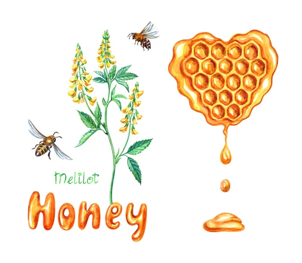 Sweet clover honey, watercolor illustration, set: melilot plant, heart-shaped honeycombs, bee and inscription.