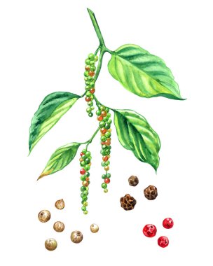 Karabiber (Pper ngrum) olgunlaşan meyve ve ürünleri ile şube: karabiber bezelye, beyaz biber, pembe biber bezelye, beyaz bir arka plan üzerinde suluboya boyama, izole