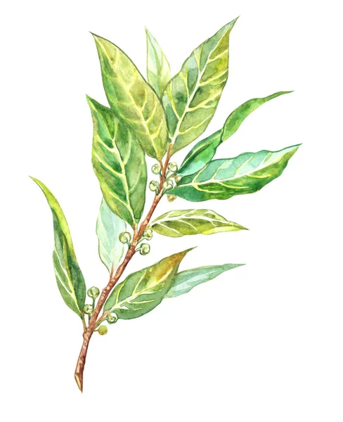 Laurel Branch Laurus Nobilis Bay Leaf Spice Cooking Watercolor Painting — Stock Photo, Image