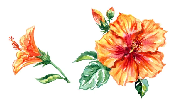 Oranje Hibiscus Bloemen Set Aquarel Schilderij Witte Achtergrond Geïsoleerd — Stockfoto