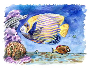 Coral Fish: Imparatorluk melek (Pomacanthus imperator) ve çikolata cerrah (Acanthurus pyroferus) deniz altındaki mercan arasında, suluboya illüstrasyon.