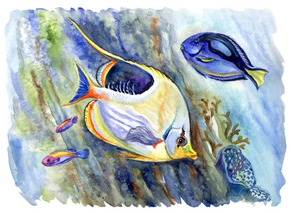 Коралова Риба Риба Метелик Chetodon Etheppium Блакитний Хірург Parcanthurus Hepatus — стокове фото