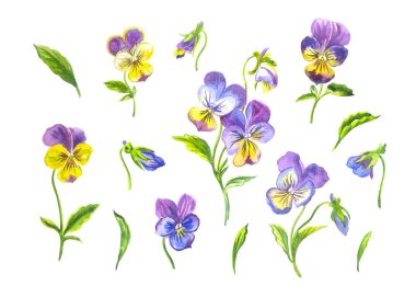 Pansies kümesi: çiçekler, tomurcukları, yaprakları. beyaz arka plan üzerinde suluboya illüstrasyon, izole.