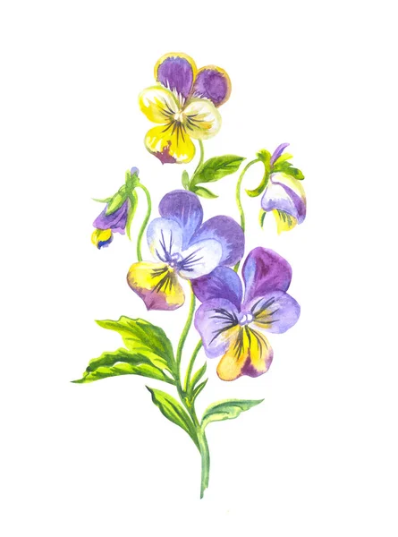 Bouquet Pansies Watercolor Illustration White Background Isolated — Stock Photo, Image