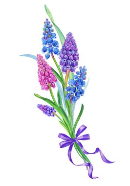 Muscari bahar çiçekleri Buket, kırpma yolu ile izole beyaz arka plan üzerinde suluboya çizim.