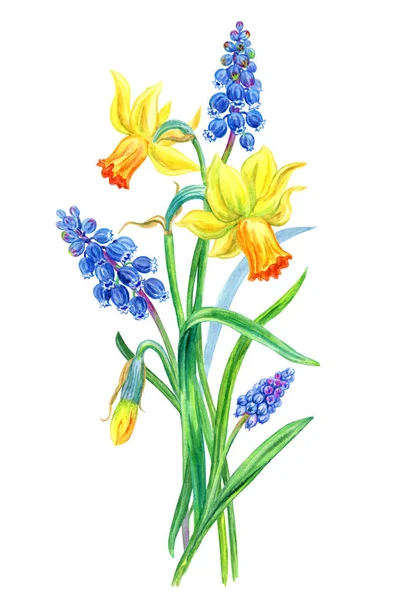 Buquê Narcisos Muscari Pintura Aquarela Sobre Fundo Branco Ilustração Floral — Fotografia de Stock