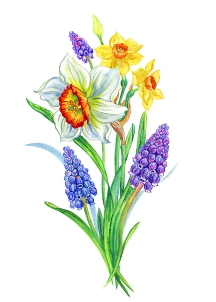 Buquê Narcisos Muscari Pintura Aquarela Sobre Fundo Branco Ilustração Floral — Fotografia de Stock