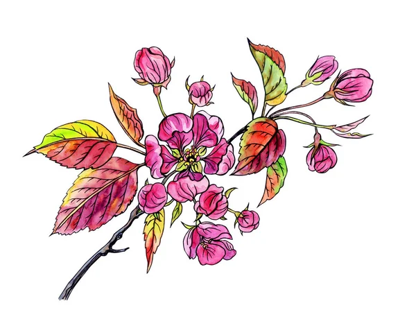 輪郭を持つ赤いリンゴの木の水彩画の開花枝 白い背景にスケッチ — ストック写真