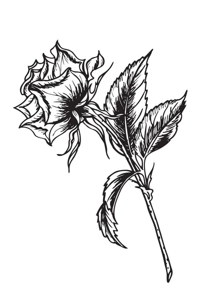 Rosas de dibujo a mano con pluma o tinta . — Vector de stock