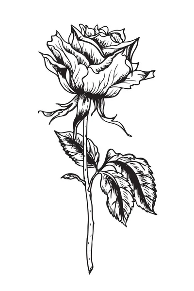 Handzeichnen von Rosen mit Feder oder Tusche. — Stockvektor
