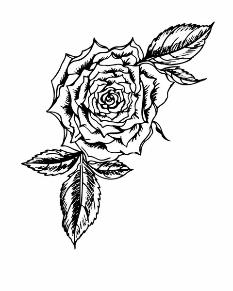 Hand drawing roses with pen or ink. Vector Graphics