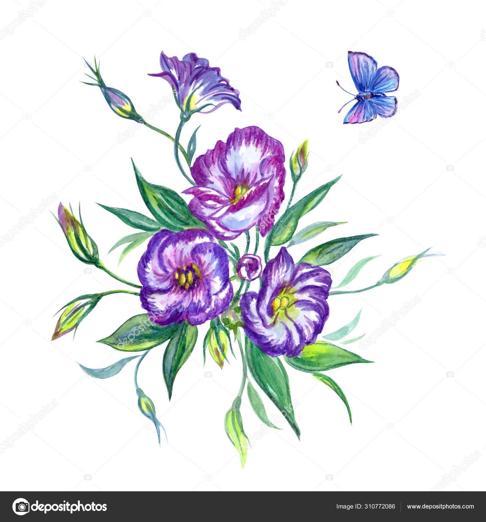 Purple Eustoma Blue Butterfly Watercolor Hand Drawing Flowers Butterflies White Stock Photo C Ollga P 09 310772086