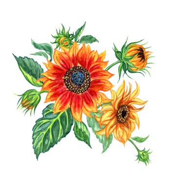 Ayçiçeği buketi, kırpma yolu ile beyaz arka plan üzerinde suluboya çizim.