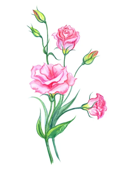 Csokor Rózsaszín Eustoma Akvarell Festészet Fehér Háttér Izolált Vágógörbe Pink — Stock Fotó